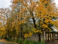 Autumn landscape in the park, leaves fallen to the ground, tree silhouettes Royalty Free Stock Photo