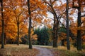 Autumn landscape in park, meandering alley Royalty Free Stock Photo