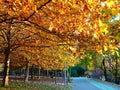 Autumn landscape in park, with platanus trees with yellow leaves and bicycle lane Royalty Free Stock Photo