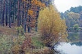 Yellow tree on the shore of a lake near a pine forest Royalty Free Stock Photo