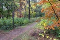 Autumn landscape - path in a mixed forest