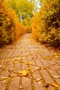 Autumn landscape. The path the park is strewn with fallen autumn leaves. Vertical frame