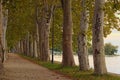 Autumn landscape photo of beautiful Plane-tree alley during sunset. Famous touristic place and romantic travel destination.