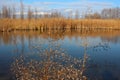 Autumn landscape picturesque lake with dried yellowed grass on the shore reflection in the water Royalty Free Stock Photo