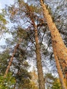 Autumn landscape  with  pines, blue sky in the wood Royalty Free Stock Photo