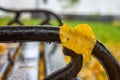 Autumn landscape in rainy day - view of the yellow fallen leaf on bench in park Royalty Free Stock Photo