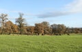 An autumn landscape of Red Deer grazing in a field in front of a wooded area of Oak trees at Woburn, Uk