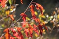 Autumn landscape with red leaves / Branch with red leaves /