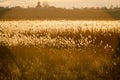 Autumn landscape with reeds at sunset