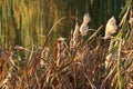 Autumn landscape. Reeds over the lake. Autumn morning over the river. Reeds on a background of autumn willows on the lake. Yellowe Royalty Free Stock Photo