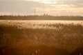 Autumn landscape with reeds at sunset