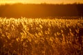 Autumn landscape with reeds at sunset