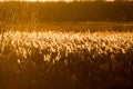 Autumn landscape with reeds at sunset