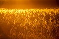 Autumn landscape with reeds at sunset