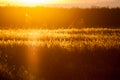 Autumn landscape with reeds at sunset