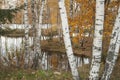 Autumn landscape with reflection on water of birch trunks