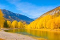 Autumn landscape of Katun river and mountains with yellow trees Generated by AI