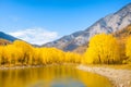 Autumn landscape of Katun river and mountains with yellow trees Generated by AI