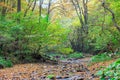 Autumn Landscape With Rivulet In Forest Royalty Free Stock Photo