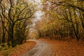 Autumn landscape with road and beautiful colored trees Royalty Free Stock Photo