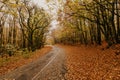 Autumn landscape with road and beautiful colored trees Royalty Free Stock Photo