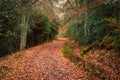 Autumn landscape of a road with brown fallen leaves
