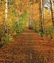 Autumn landscape. Road with trees