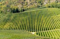 Autumn Landscape of rows green vineyard