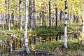 Autumn landscape Russian forest tundra Royalty Free Stock Photo