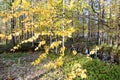 Autumn landscape Russian forest tundra Royalty Free Stock Photo