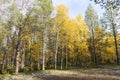 Autumn landscape Russian forest tundra Royalty Free Stock Photo