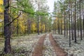 Autumn landscape Russian forest tundra Royalty Free Stock Photo