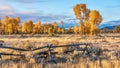 A beautiful autumn morning in Jackson Hole, Wyoming, with golden fall foliage. Royalty Free Stock Photo