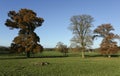 An autumn landscape scenic view of a mighty Oak tree with old Churches in the background at Woburn, Uk Royalty Free Stock Photo