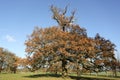 An autumn landscape scenic view of a mighty Oak tree at Woburn, Uk. Royalty Free Stock Photo