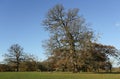 An autumn landscape scenic view of a mighty Oak tree at Woburn, Uk. Royalty Free Stock Photo