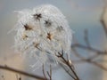 Autumn landscape with seeds. fluffy