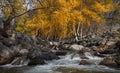 Autumn Landscape With Several Yellow Birches And Cold Creek. Autumn Mountain Landscape With River And Birch. Birch On The Bank Of