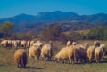 Autumn landscape with sheep in Valcan Mountains, Romania. Royalty Free Stock Photo