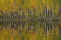 Autumn Reflections of Aspens Cushman Lake San Juan Mountains Royalty Free Stock Photo