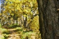 Pine tree in a forest autumn background