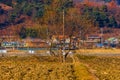 Autumn landscape of tree in field Royalty Free Stock Photo