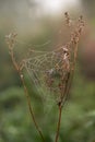 In the autumn landscape, a spider\'s web is stretched between dry branches, with dewdrops hanging from it.