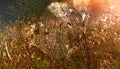 Autumn landscape with a spider web covered with drops of dew at sunset. Royalty Free Stock Photo