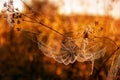 Autumn landscape with a spider web on meadow grass covered with drops of dew at sunset, in the sunlight. Selective focus Royalty Free Stock Photo