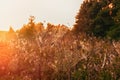 Autumn landscape with a spider web on meadow grass covered with drops of dew at sunset, in the sunlight. Selective focus. The hori Royalty Free Stock Photo