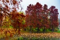 Autumn landscape in the State Circus Park in Bucharest Royalty Free Stock Photo