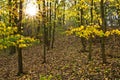 Autumn landscape Royalty Free Stock Photo