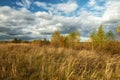 Autumn landscape on a sunny day. Dry yellow grass and golden birches