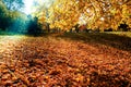 Autumn Landscape.Sunny day autumn Royalty Free Stock Photo